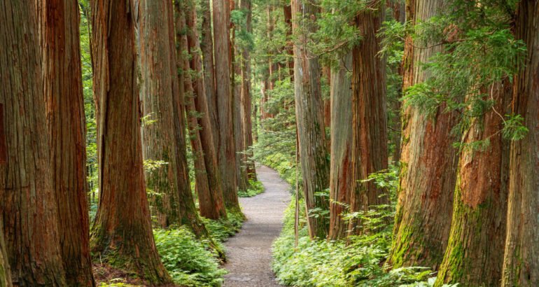 Do Cedar Shakes Last Longer Than Asphalt Shingles? Comparing Durability and Lifespan